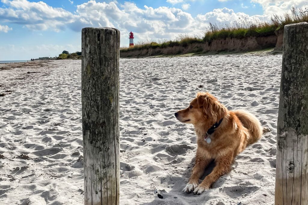 Urlaub mit Hund auf dem Kleinen Hof am Meer